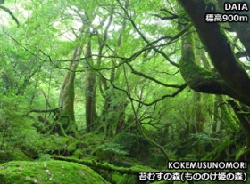 A．白谷雲水峡・苔むすの森・太鼓岩トレッキング3日間