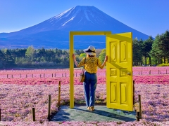 富士芝桜