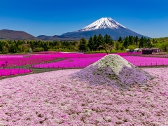 富士芝桜