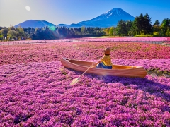 富士芝桜